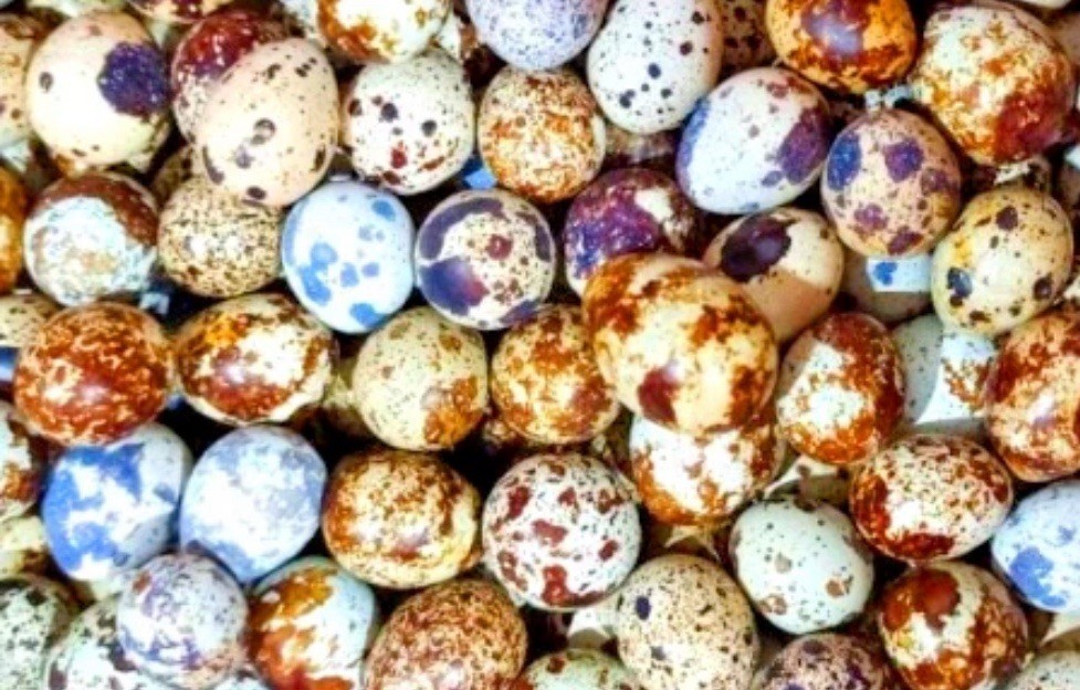 10+ Showline Coturnix Fertile Quail Hatching Eggs - Champion Bloodlines Rare