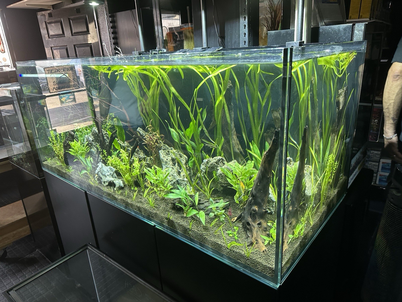 20+ Jungle Val