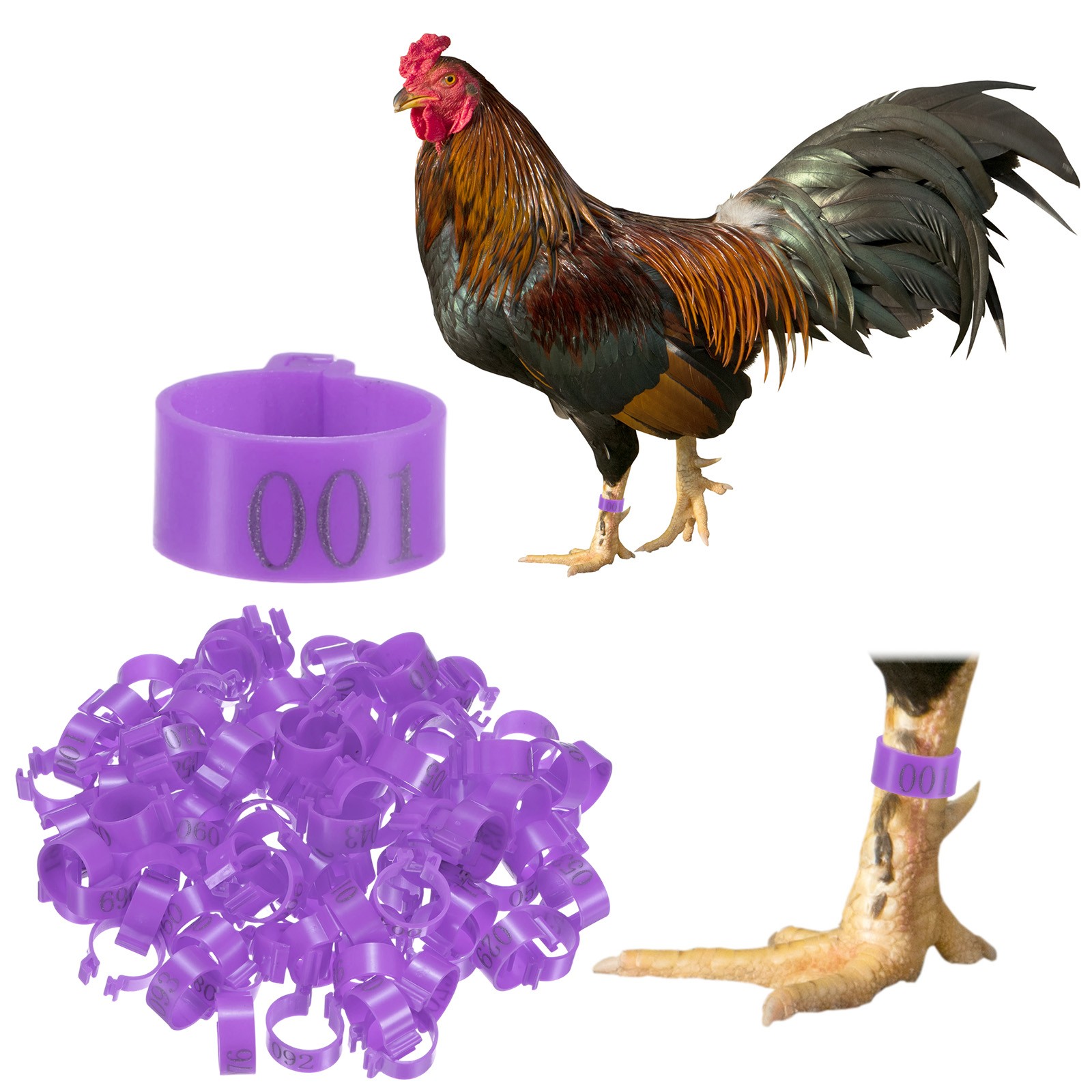100-Pack Chickens Leg Bands, 16 mm Plastic Chicken Leg Rings [Purple]