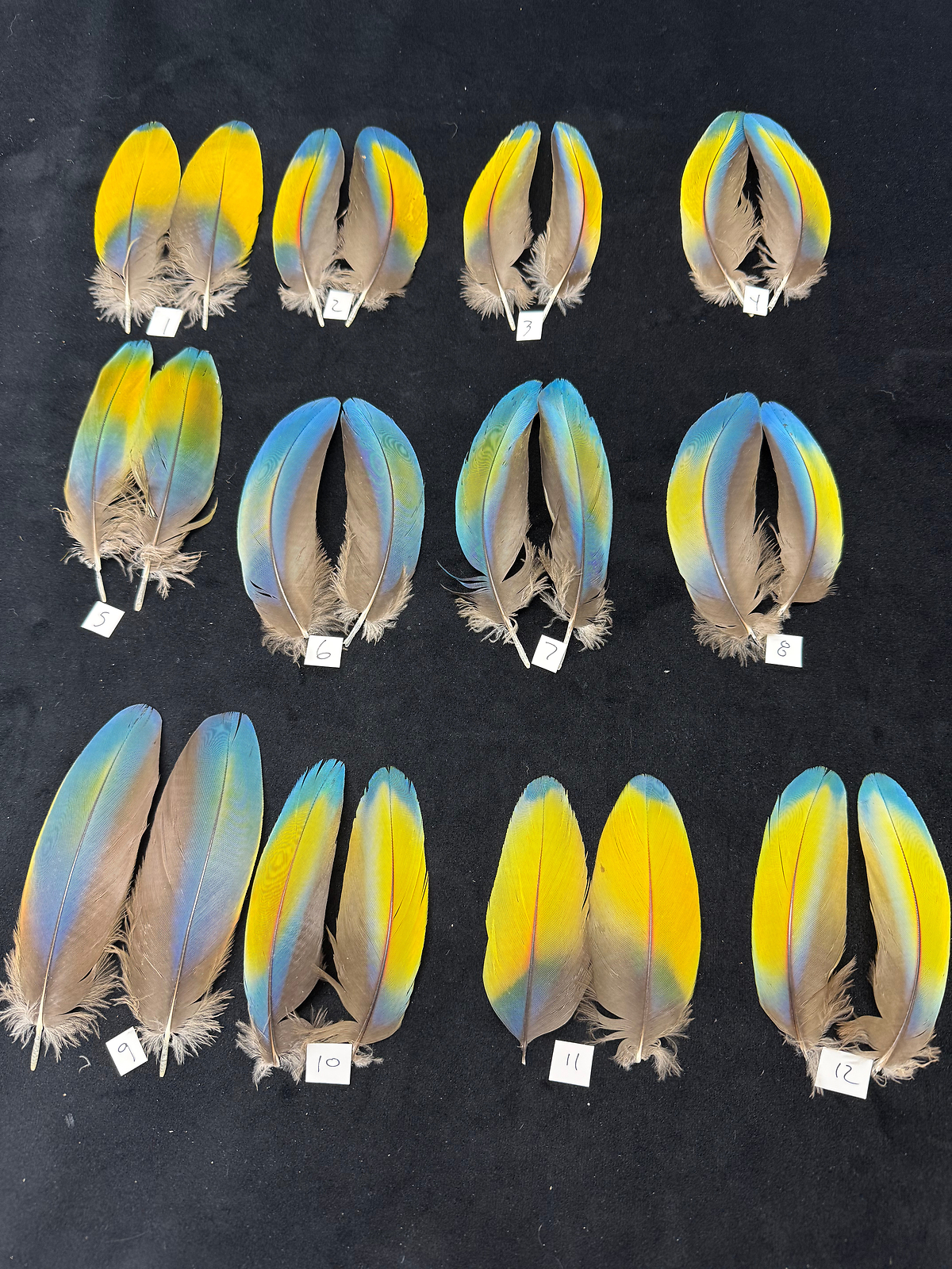 Matched parrot feathers for Salmon Flies
