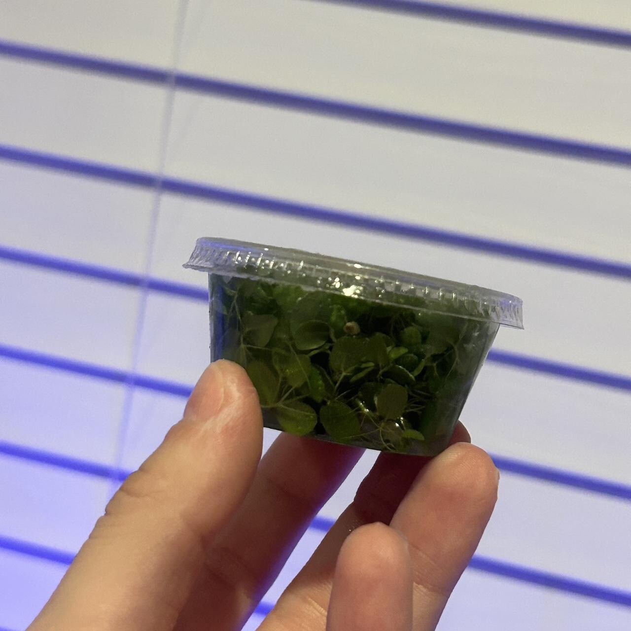 SALVINIA MINIMA FOR $5 - 2 oz CUP, GROWN INDOOR