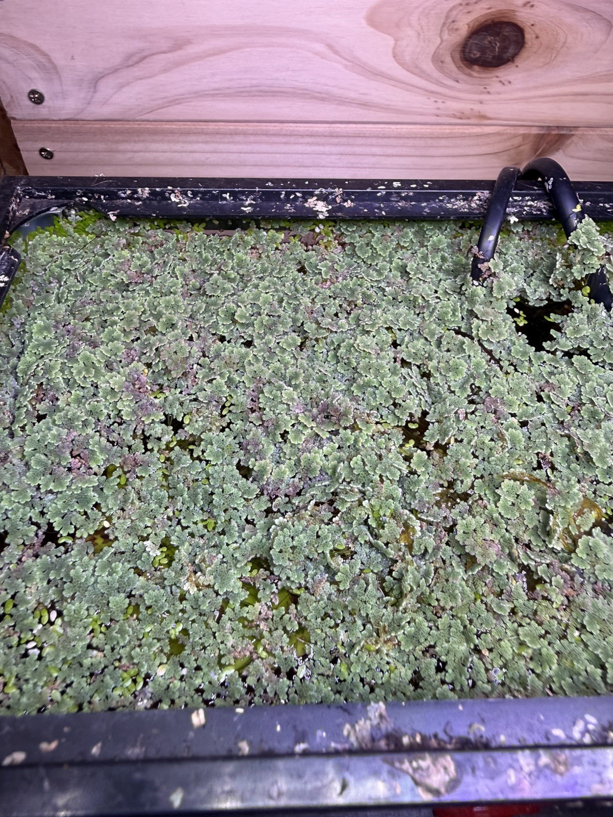 1 cup of Azolla Mosquito Fern Water Velvet Fairy Moss