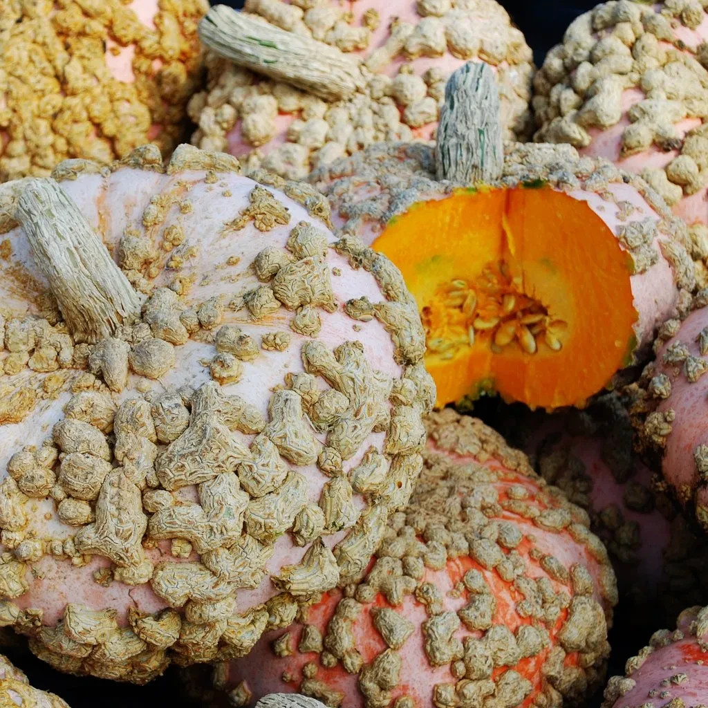 Galeux d'Eysines Winter Squash Seeds, Peanut Pumkin, NON-GMO, FREE SHIPPING