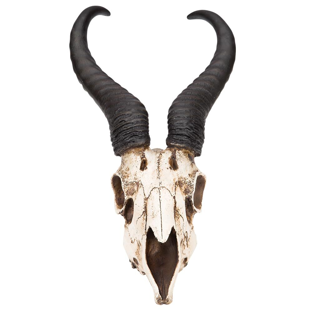 African Springbok Antelope Skull Replica | Cold Cast Polyresin