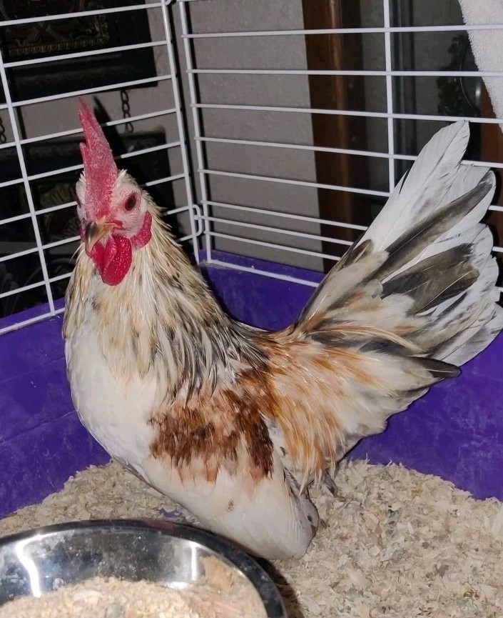 9+ Serama Hatching Eggs. Smooth and frizzle