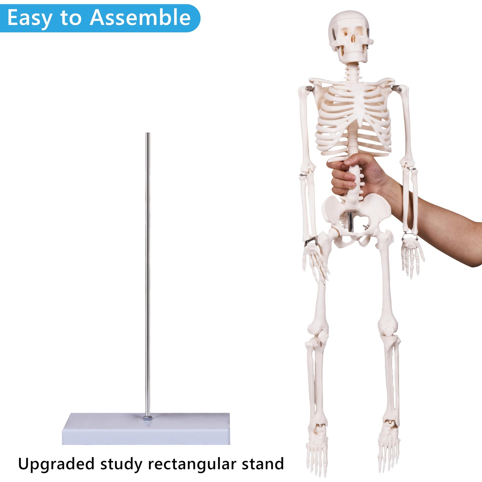33.4" Human Skeleton Model with Stand, Removable Limbs, Anatomy Study Tool