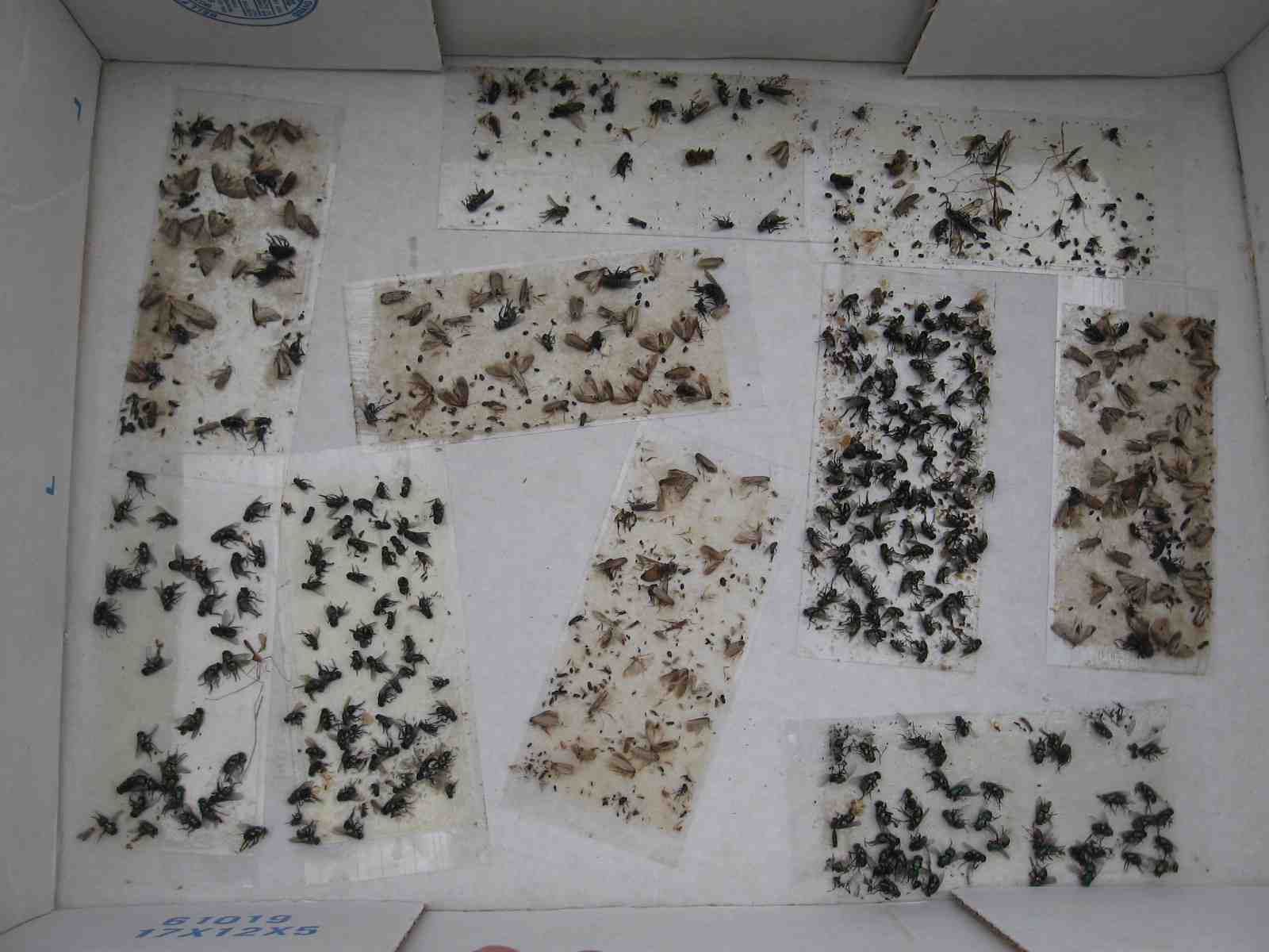 8 pk Fly Trap / Strip / Tray. Window / Floor. Catch flying, crawling insects