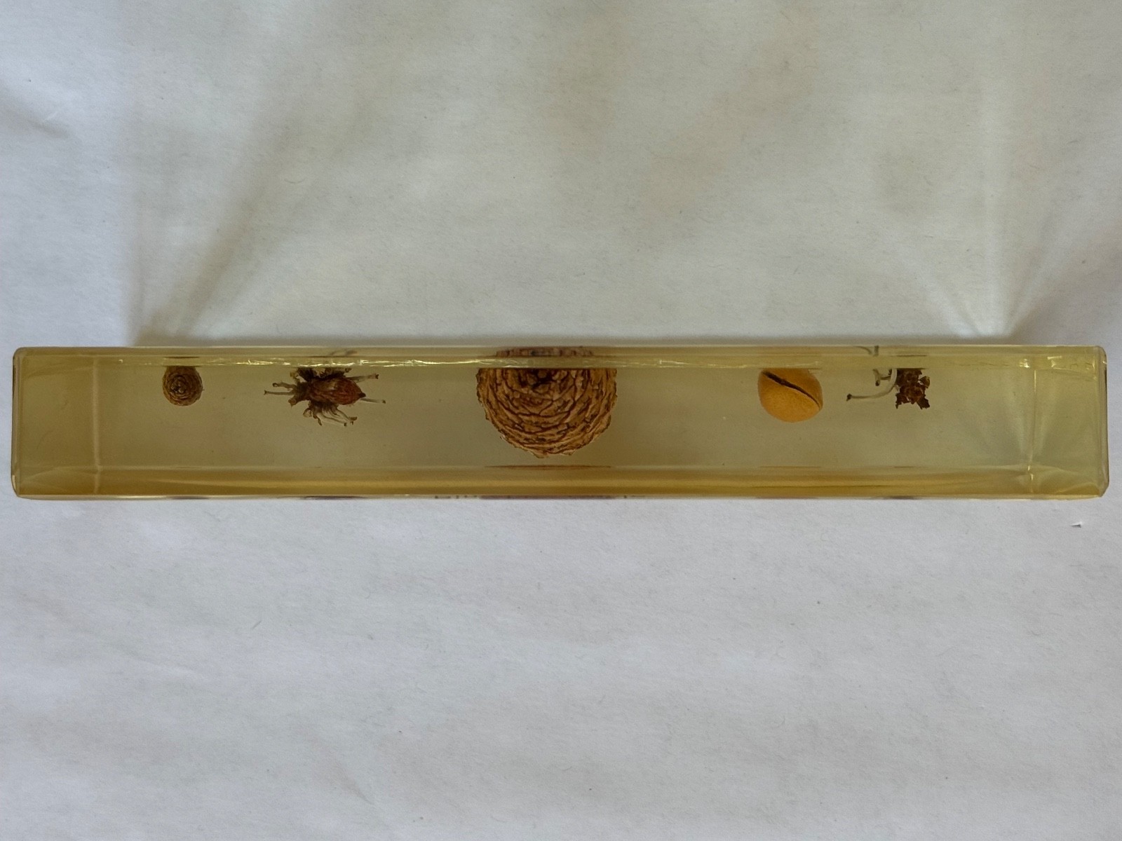 REAL BUG Pine Life Cycle Specimen Resin Block w/ Case & Booklet Plastomount