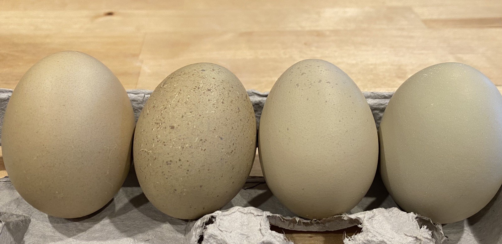 12 Welsummer X Green queen hatching eggs
