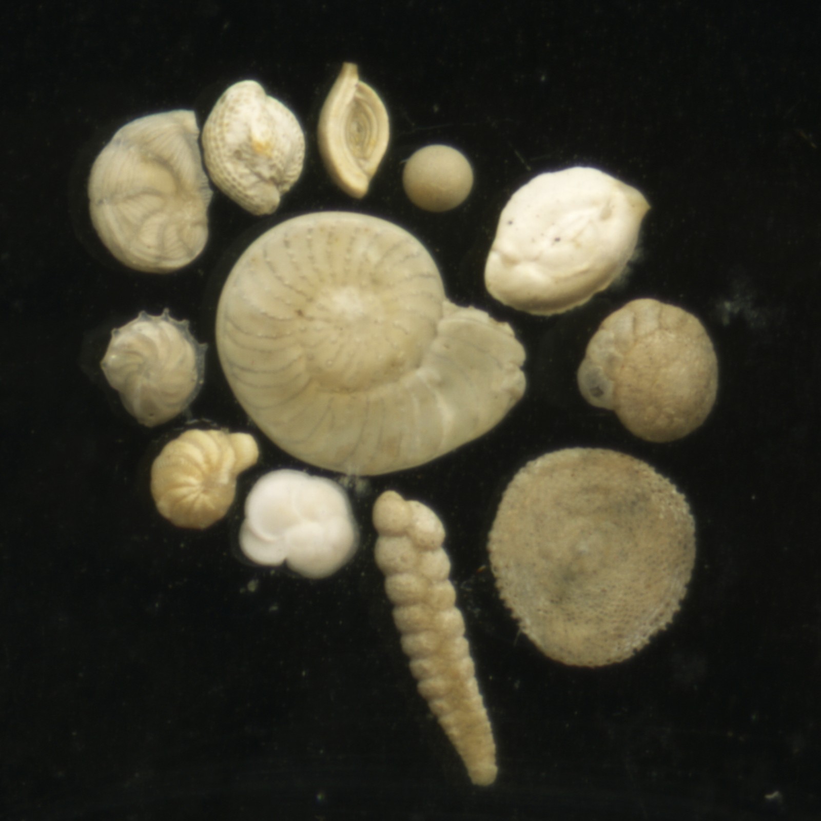 Antique Microscope Slide by Beck?- Foraminifera arrangement, Shells, Science