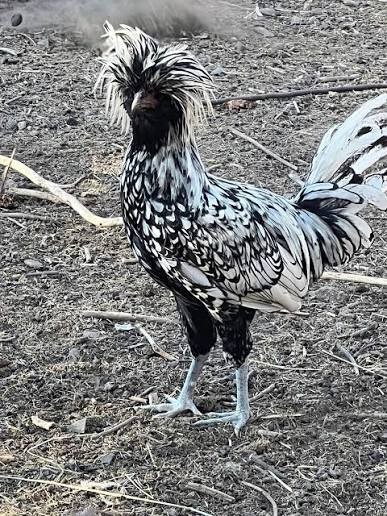Silver Laced Polish Hatching Eggs NPIP/AI Clean From Exibition Lines