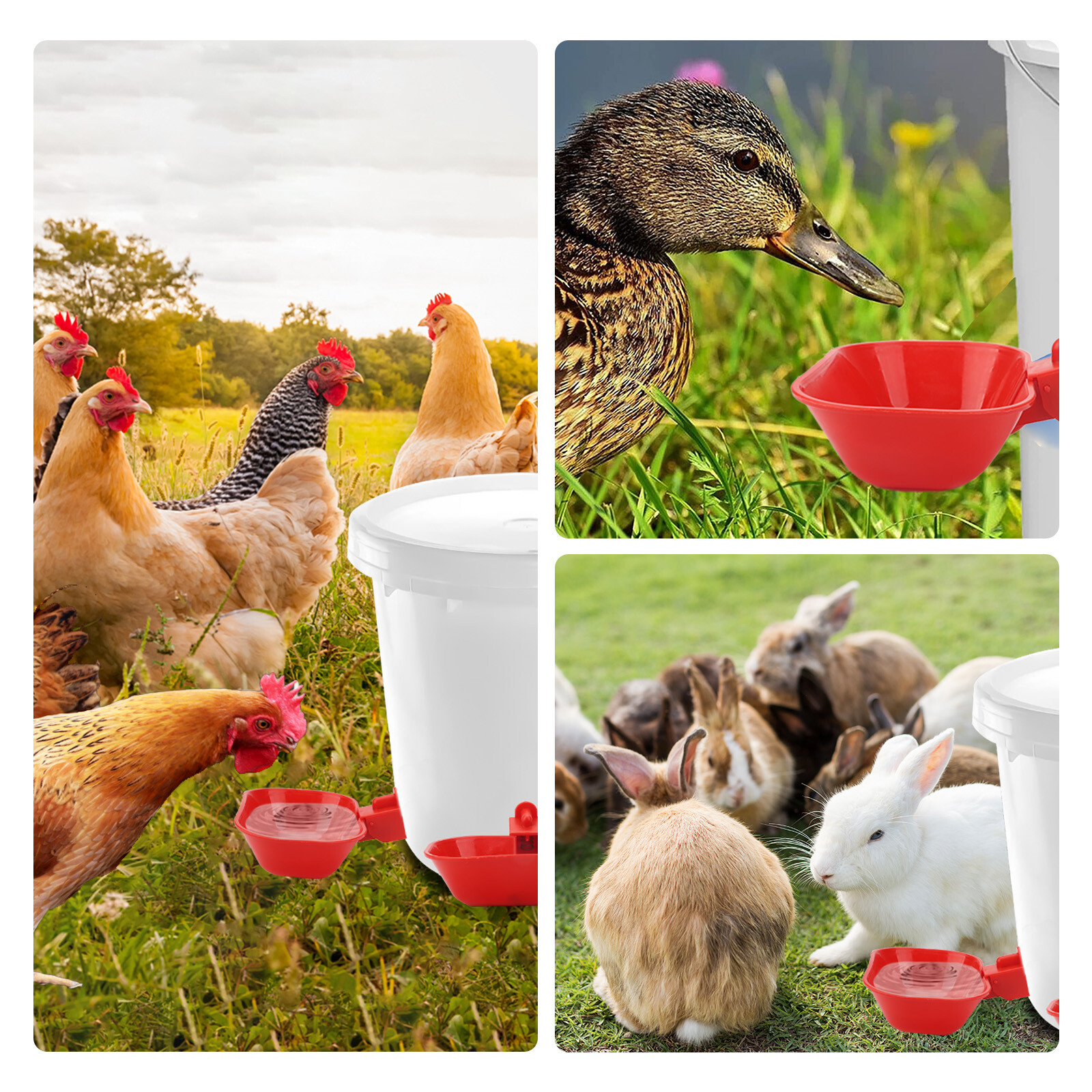 6PCS Large Automatic Water Cups Chicken Duck Quail Drinker Waterer w/ Drill Bit
