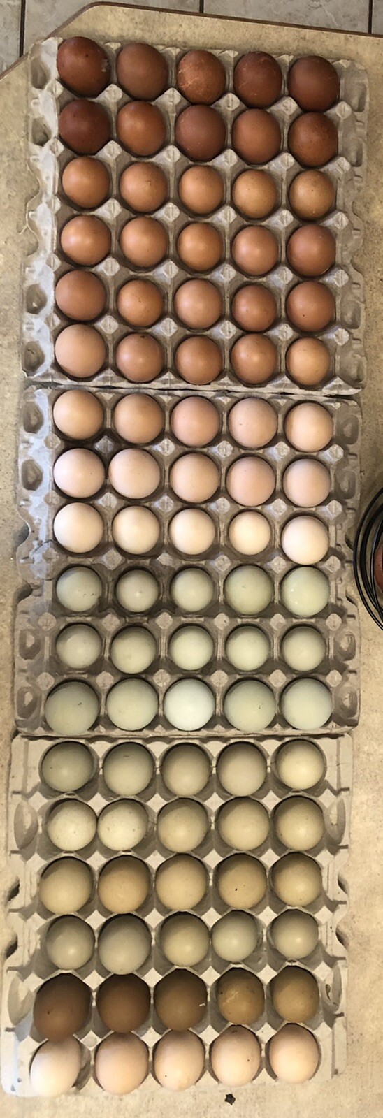 Hatching Eggs RAINBOW LAYERS / OLIVE EGGERS 10+2 NPIP Pure Breeds possible Dozen