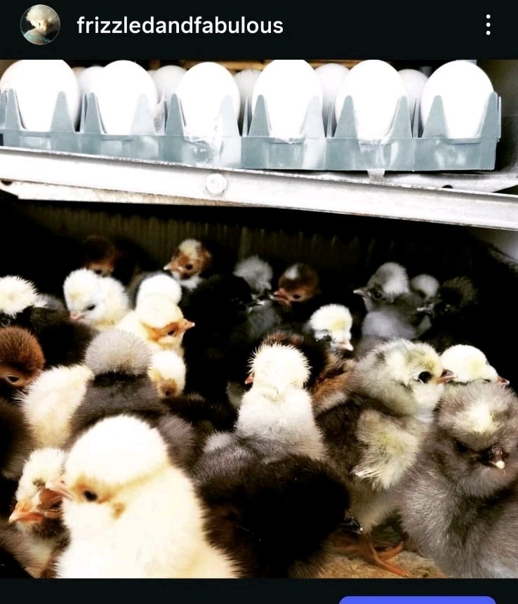 18+polish frizzle hatching eggs Npip Cert