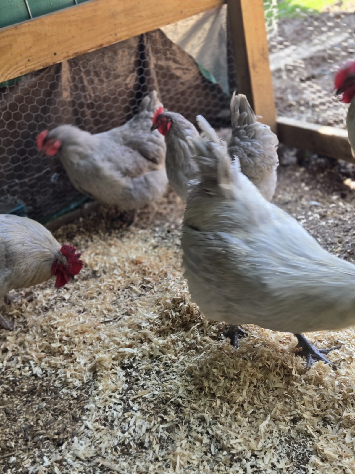Lavender Orpington Hatching Eggs 6 Plus 2