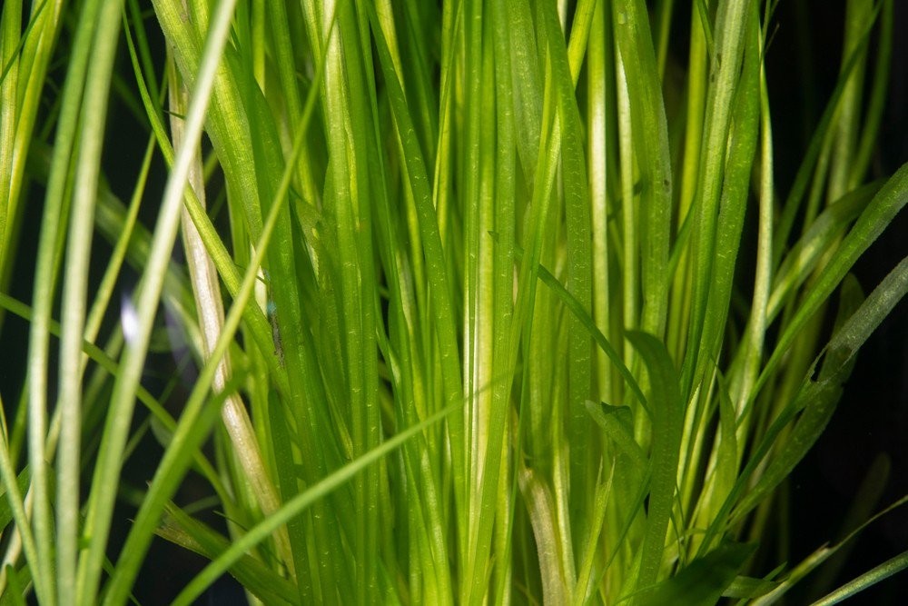 Jungle Vallisneria Americana Live Aquarium Plants BUY 2 GET 1 FREE