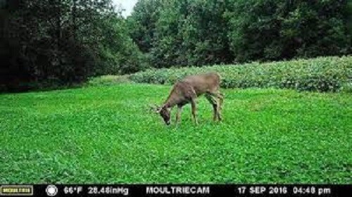5 Lbs. ALFALFA SEED For Deer Food Plots, Horse, Cattle. Goat Pastures Hay Forage
