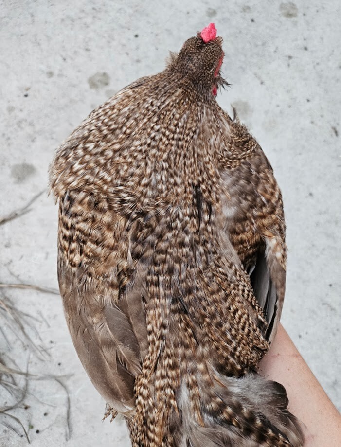 6 Chocolate Cuckoo Ameraucana Hatching Eggs - Half Dozen Shipped in Foam!