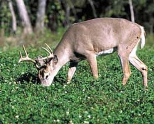 50 Lbs CLOVER SEED MIX For Deer Turkeys Ladino White Clover Red & Crimson Clover