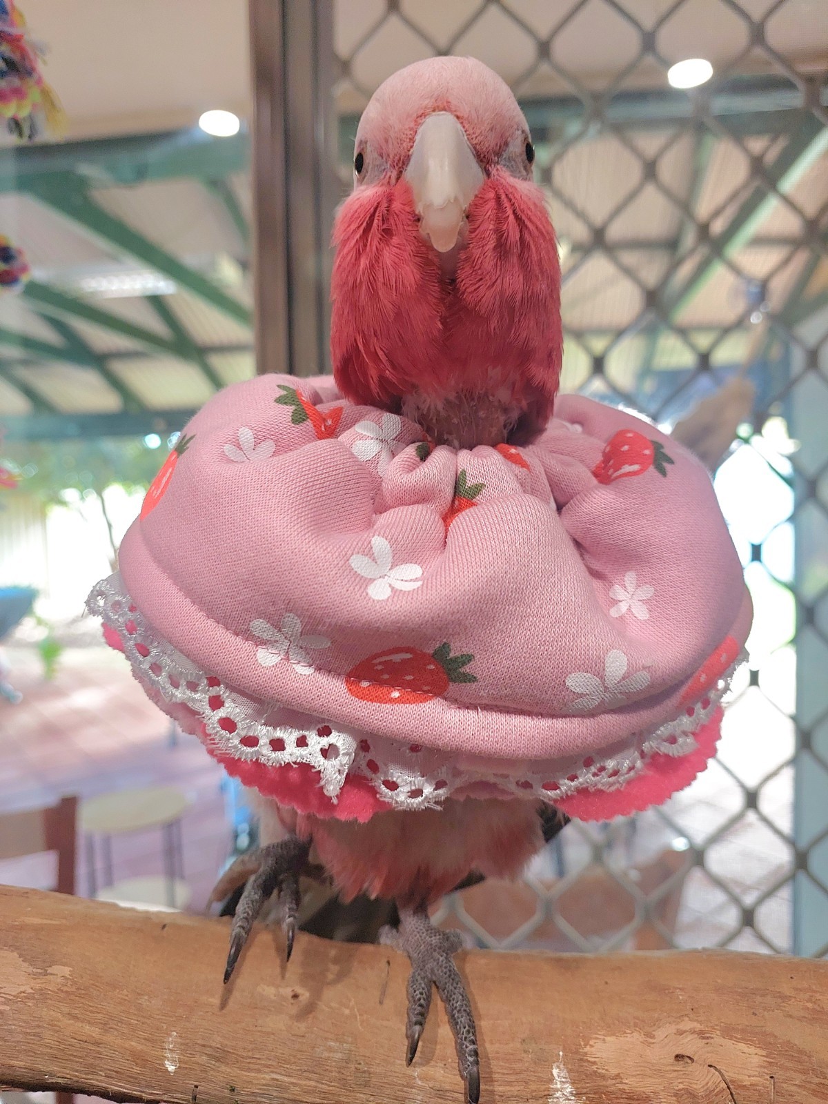 Strawberry Bird Collar 🍓