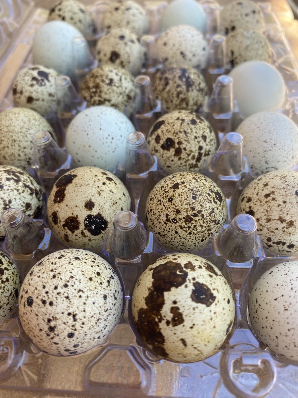 72 Coturnix Quail Hatching Eggs