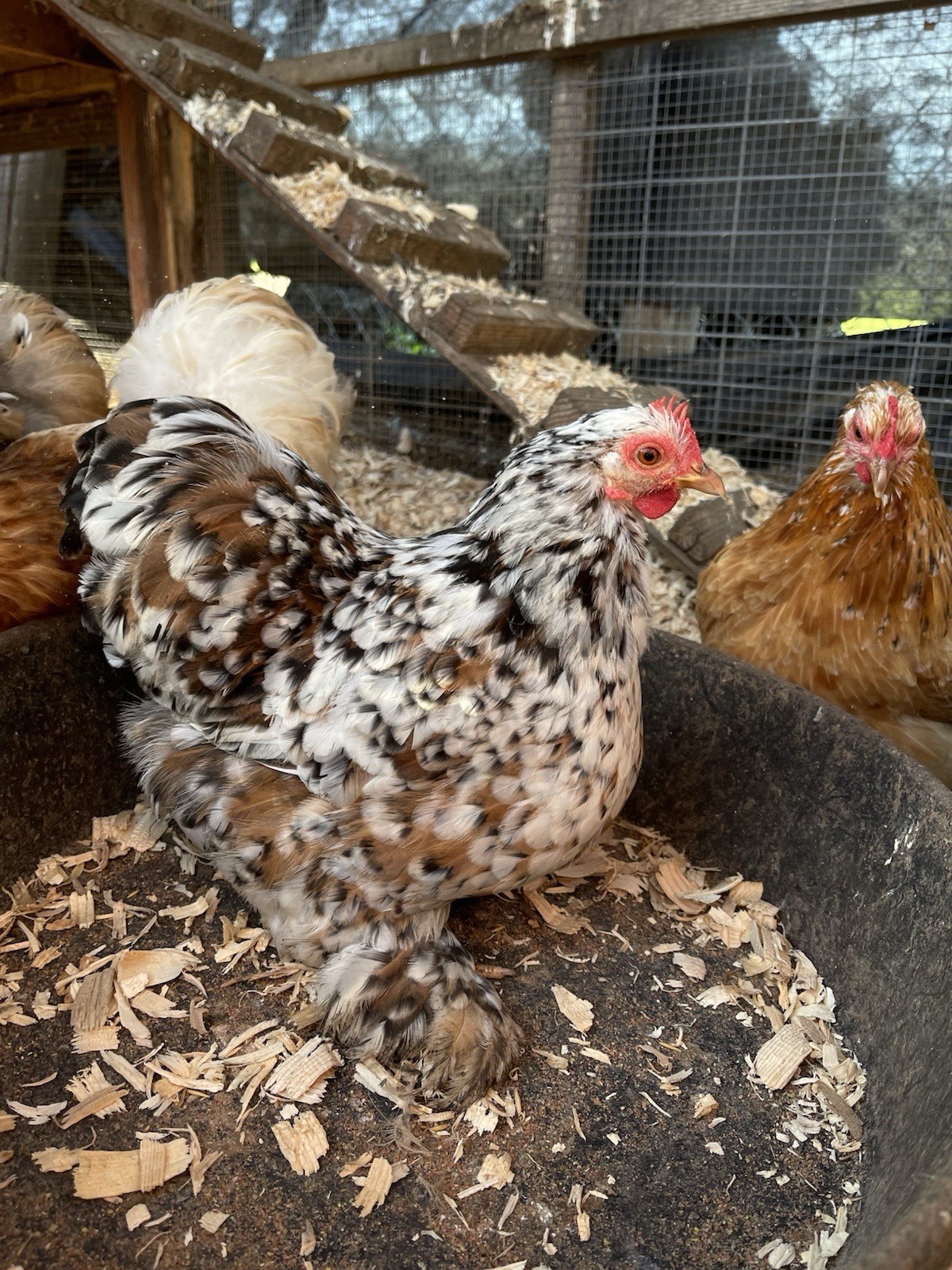 Bantam Cochin Hatching Eggs