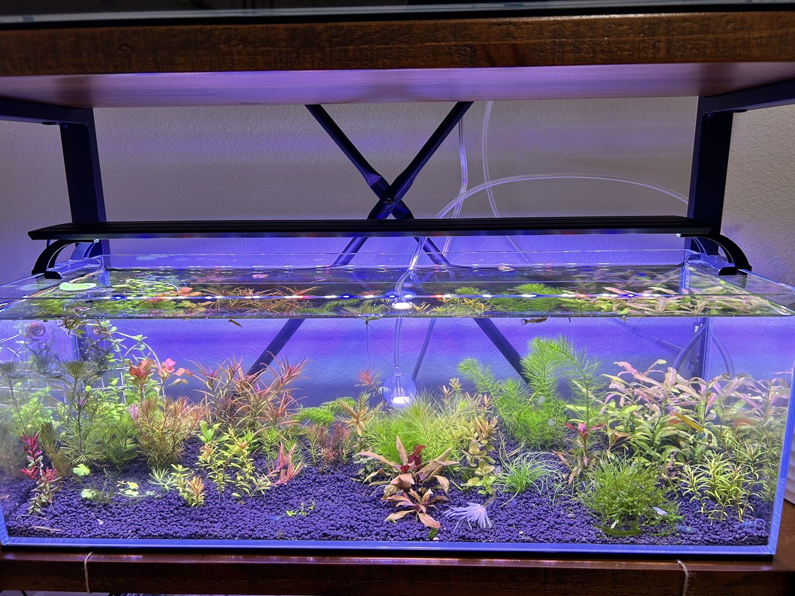 2 Bunches Monte Carlo Micranthemum carpet Low Tech aquarium (+Mystery Plant)