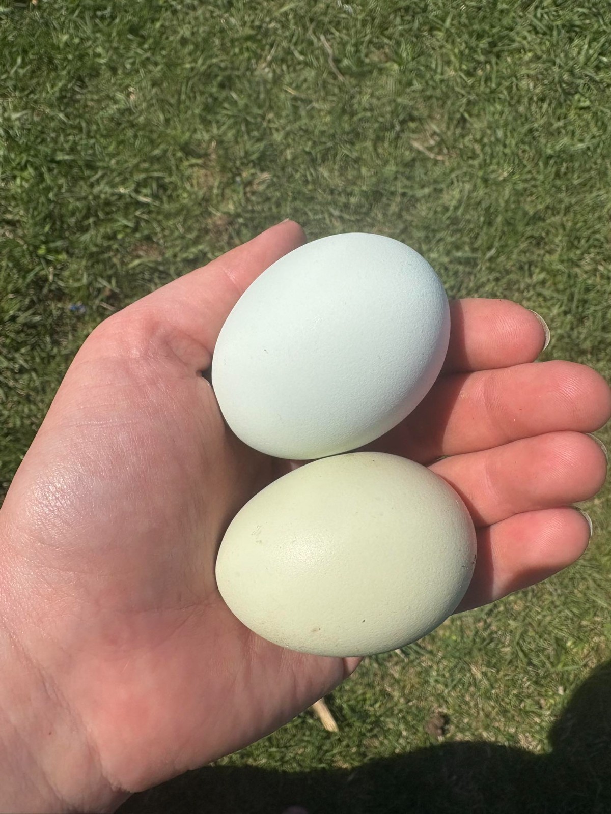 (6) 1/2 DZ easter egger hatching eggs!! (Blue and Green eggs ONLY)