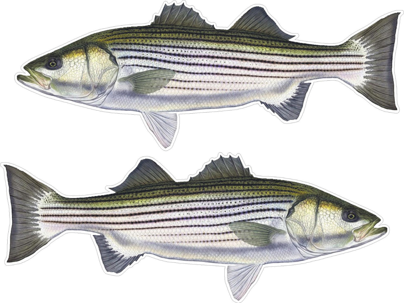 2 STRIPED BASS FISH DECALS STRIPER FRESHWATER SALTWATER ROCK FISH BUNKER CLAMS