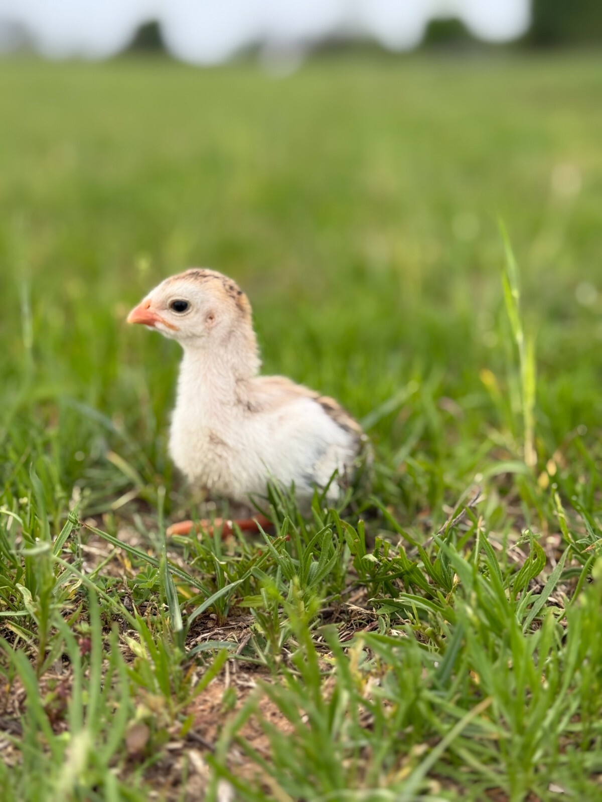 14 FRESH GUINEA FOWL HATCHING EGGS READY