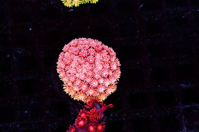 Bubblegum Goniopora WYSIWYG - SAQ Coral Farm