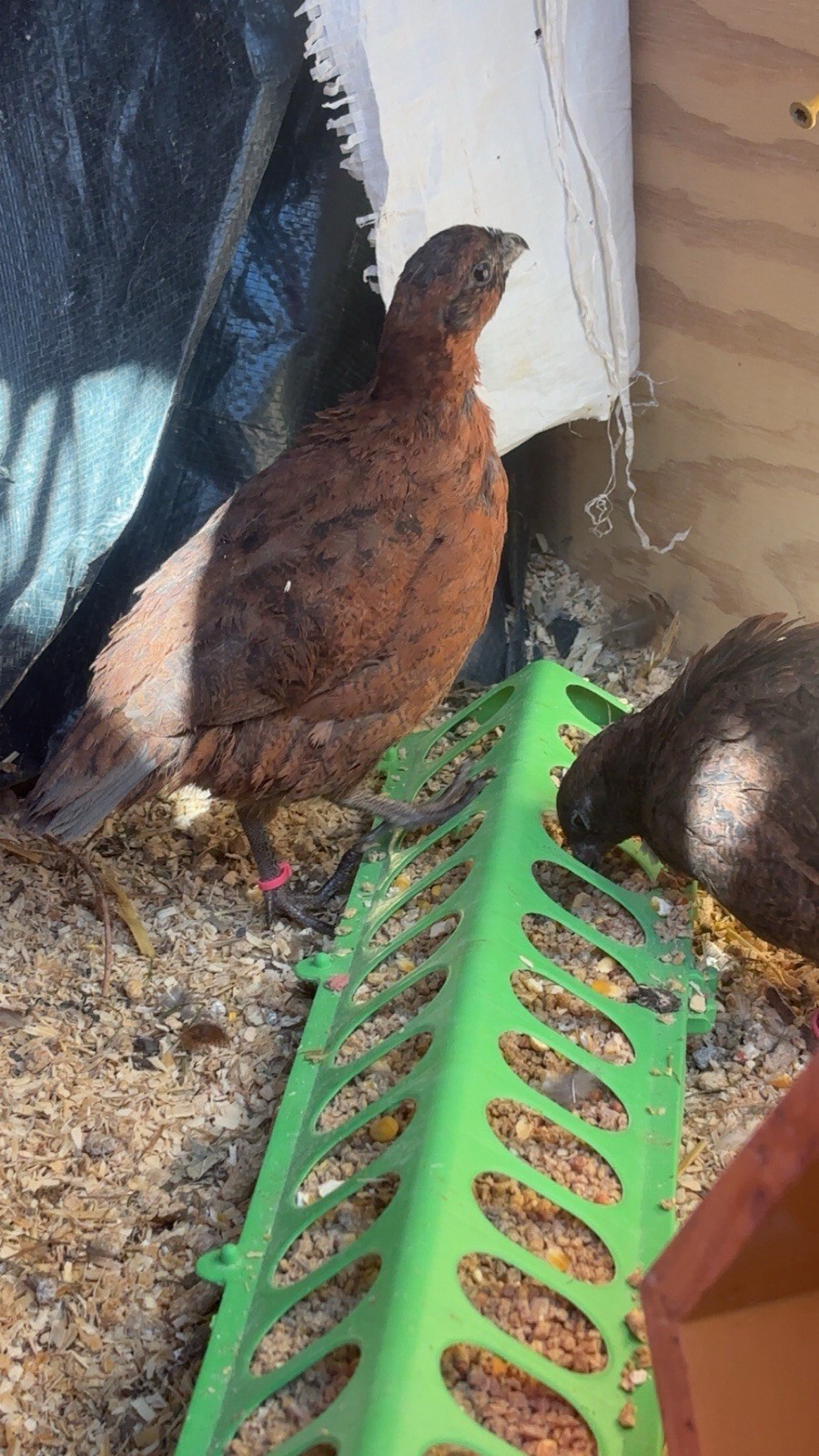 24+ Mixed Bobwhite Hatching Eggs