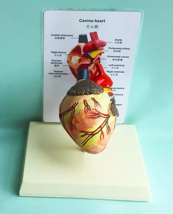 Dog Heart Anatomy Model Canine Pet Teaching Aid Healthy Dog Heart Model