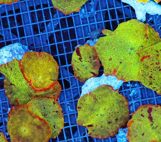 Mystery Jawbreaker Discosoma Mushroom Small - SAQ Coral Farm