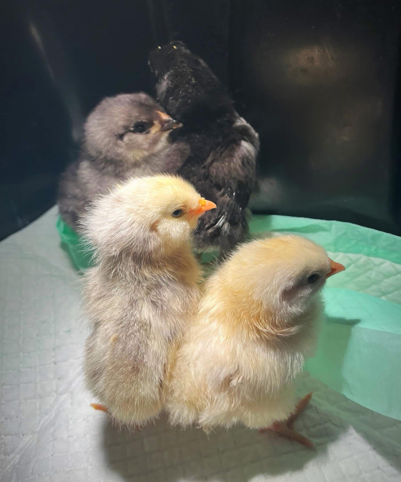 18+ Multi-Generational Olive Egger Hatching Eggs F1-F3