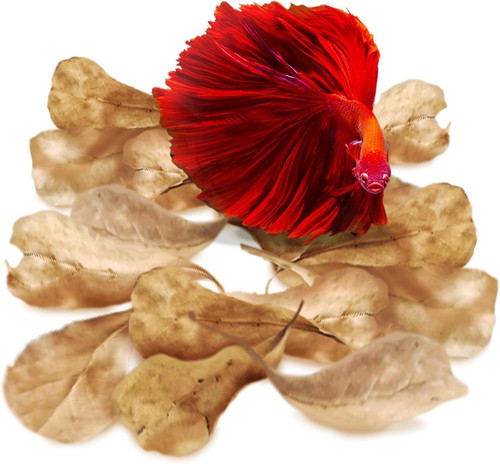 SunGrow 50 pcs Catappa Indian Almond Leaves – 2” Water Conditioner for...