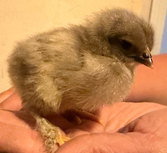 Blue and Black Copper Marans 10++ Fertile Hatching Eggs