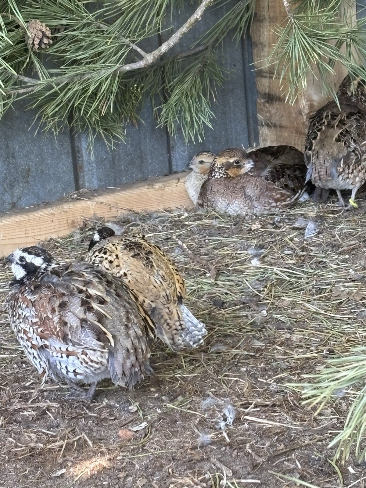 24+ Mixed Bobwhite Hatching Eggs