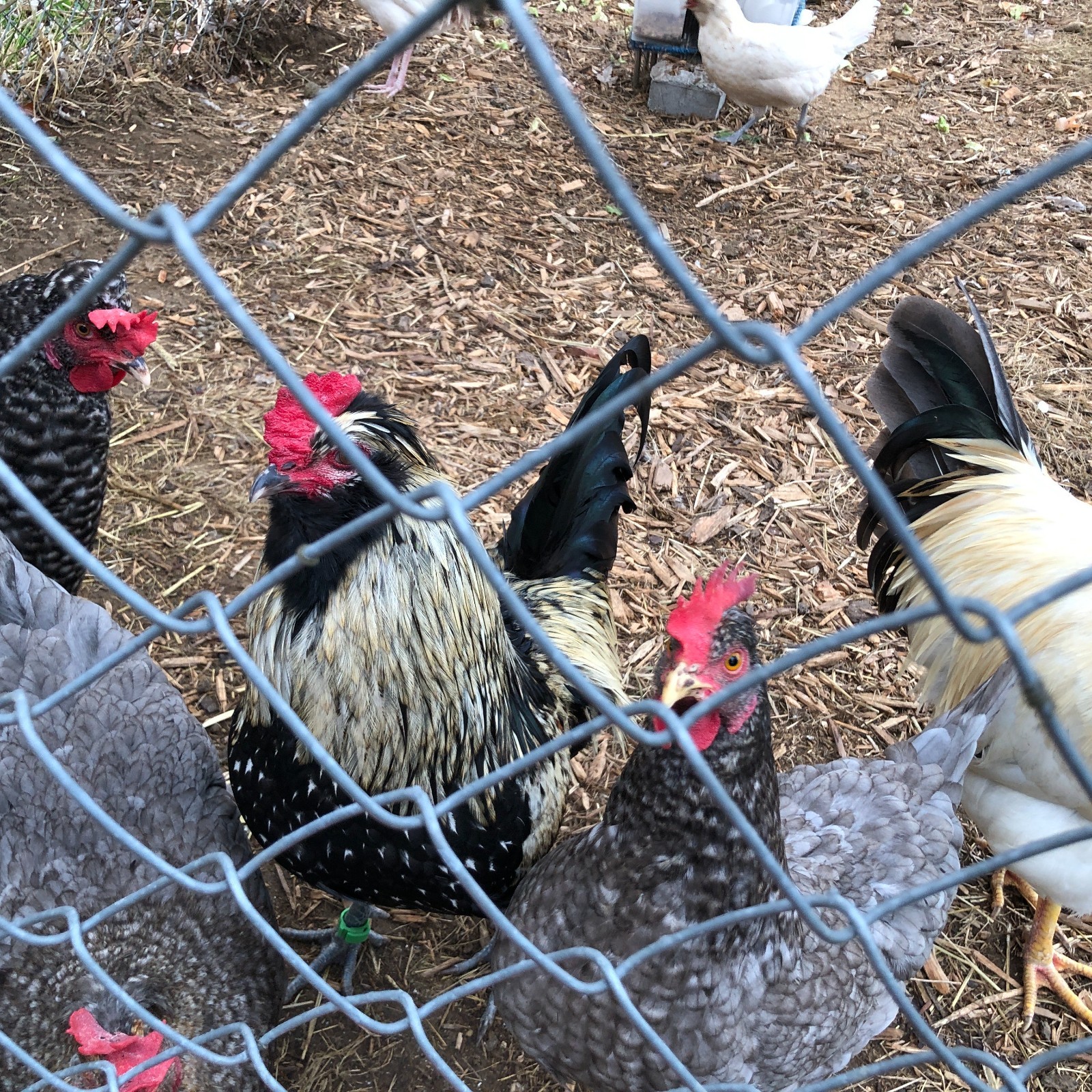 11+ Fertile Chicken Hatching Eggs BarnyardMix/Crested/Easter/Rare Breed Possible