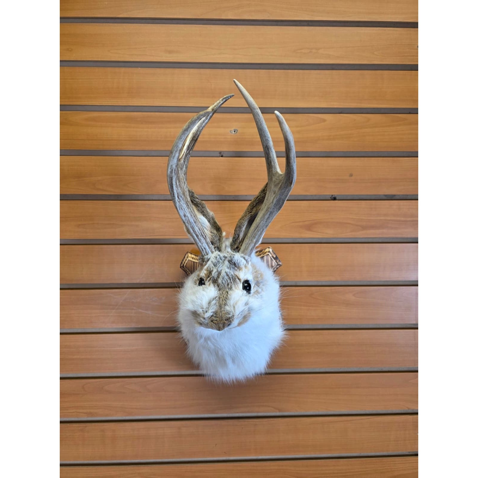 FHJK1 - Jackalope Head Taxidermy Mount