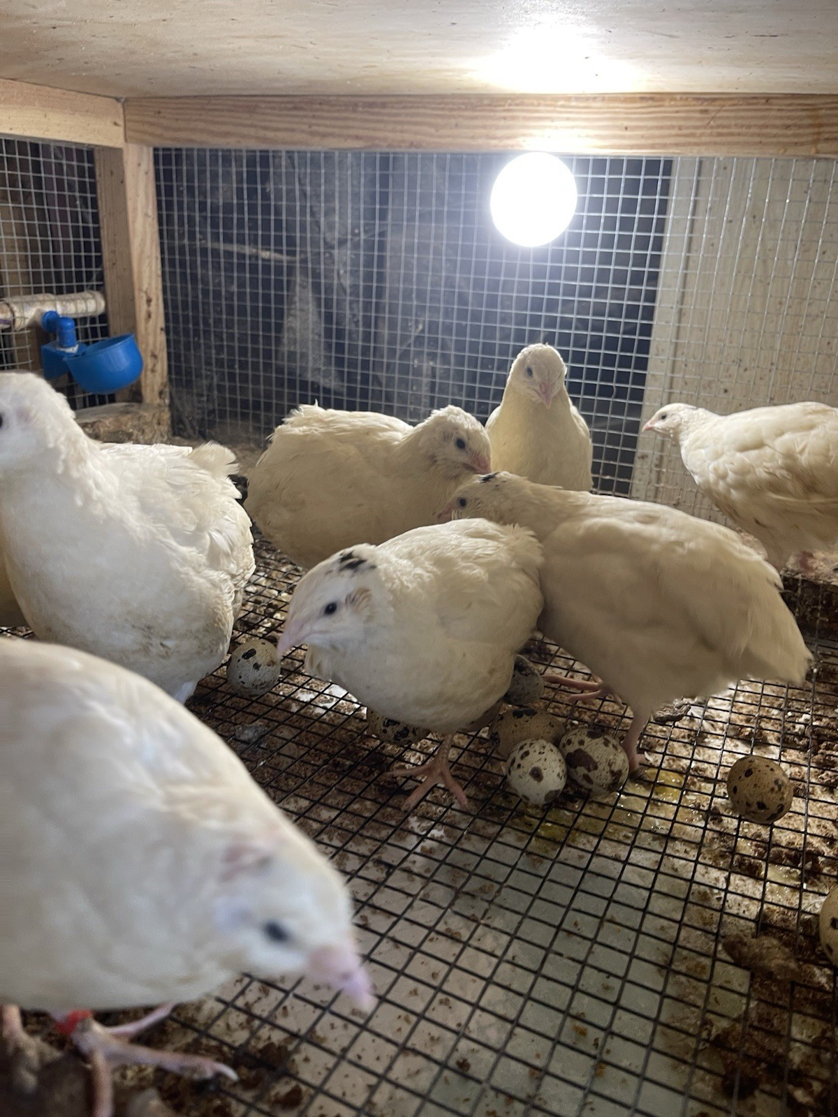 35++ Fertile Jumbo Wild White Coturnix Quail Hatching Eggs