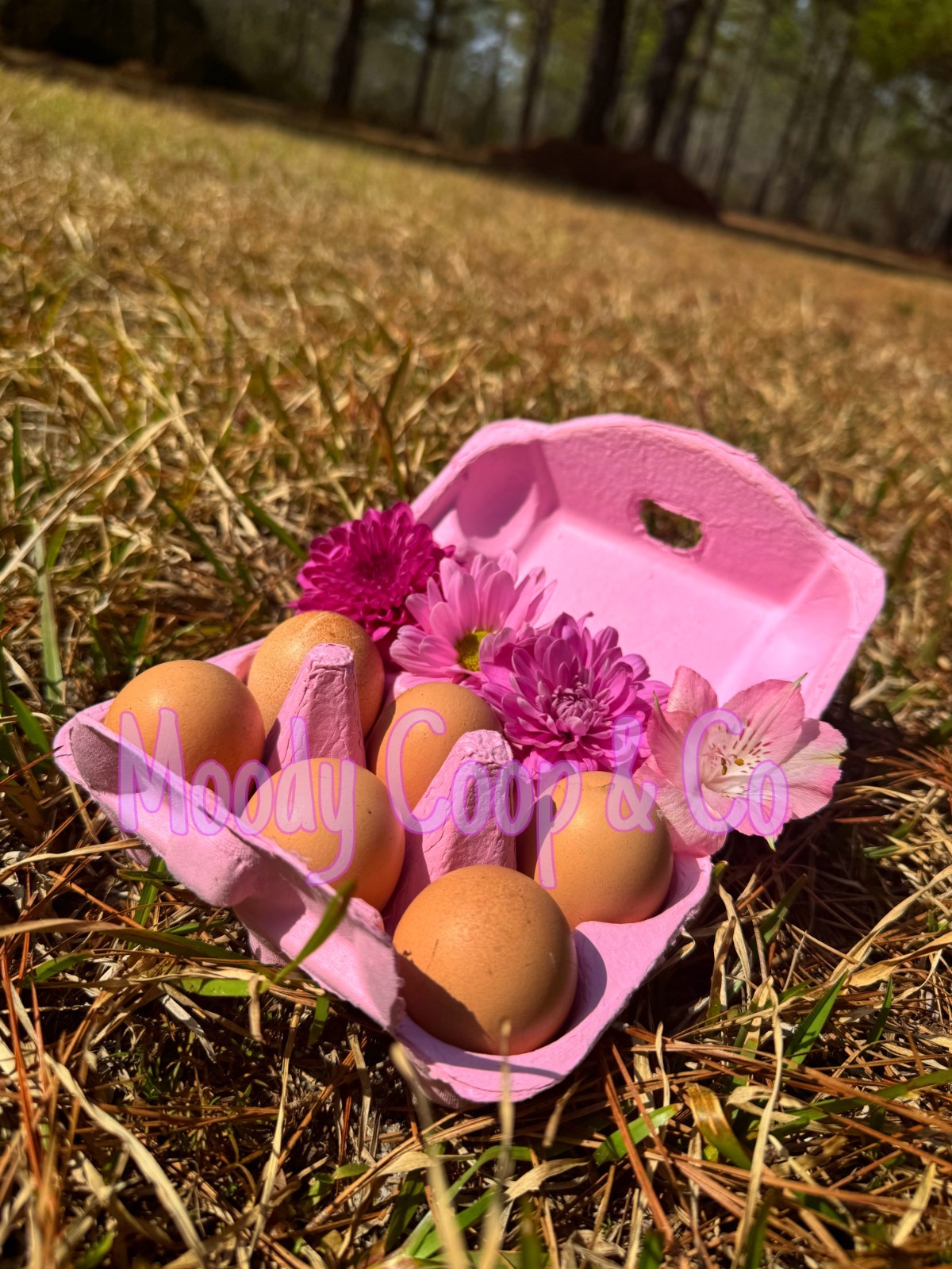 6+ Fertile Large Fowl Barred Cochin Hatching Eggs 🐣