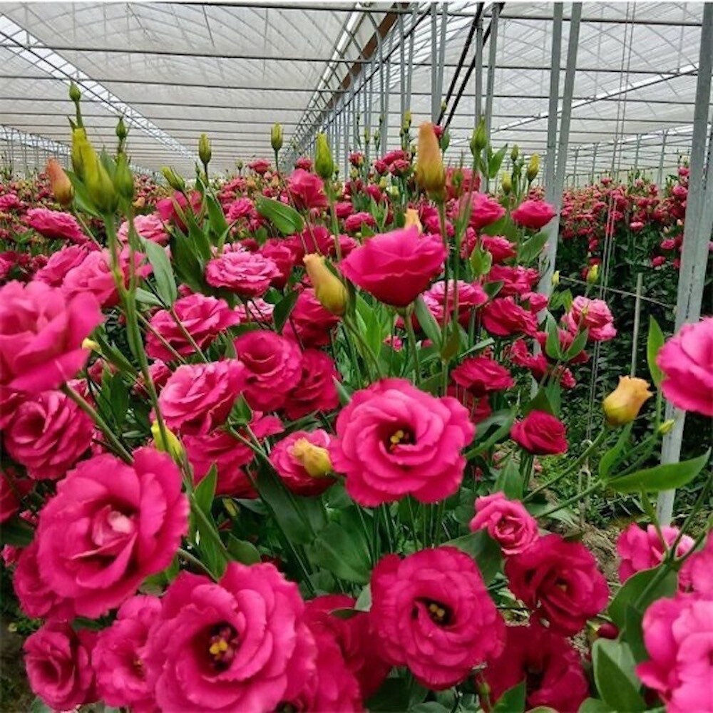 20 SEEDS red LISIANTHUS (Prairie Gentian) Eustoma flower garden plant USA Seller