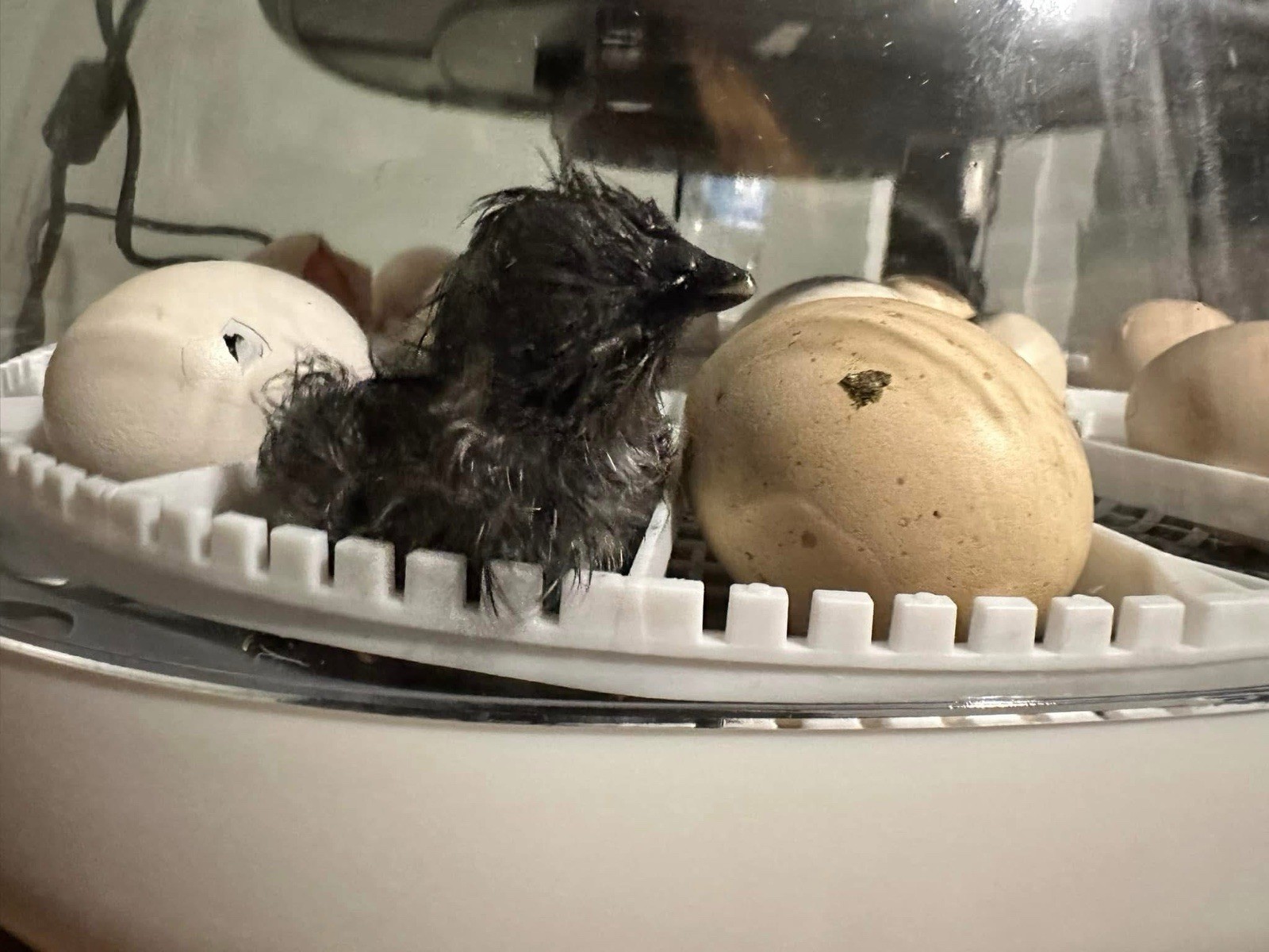 Ayam Cemani Chicken Hatching Eggs 12 High Quality Eggs & Shipping