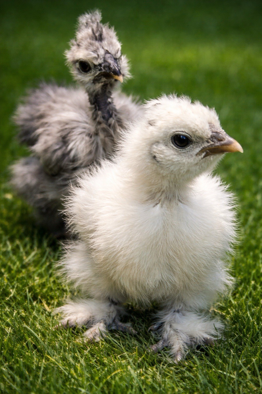 6+ Silkie Hatching Eggs - Fertile- NPIP