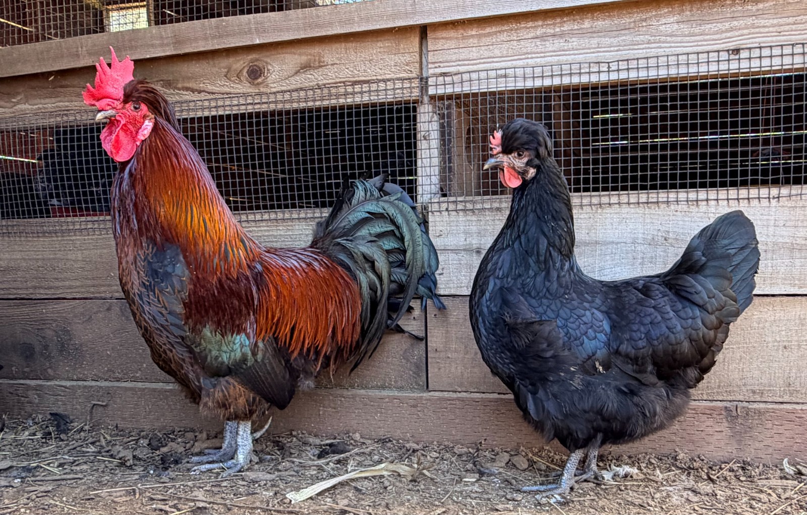 Shetland Hatching Eggs (6) from TBHFarm