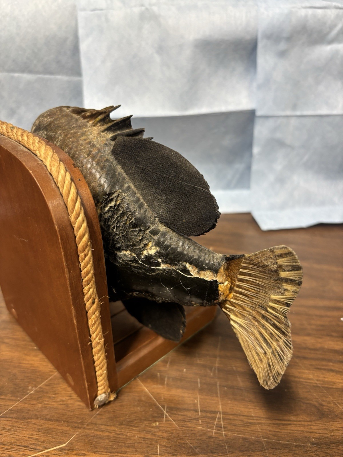 Bluegill Book Ends Fishing Decor