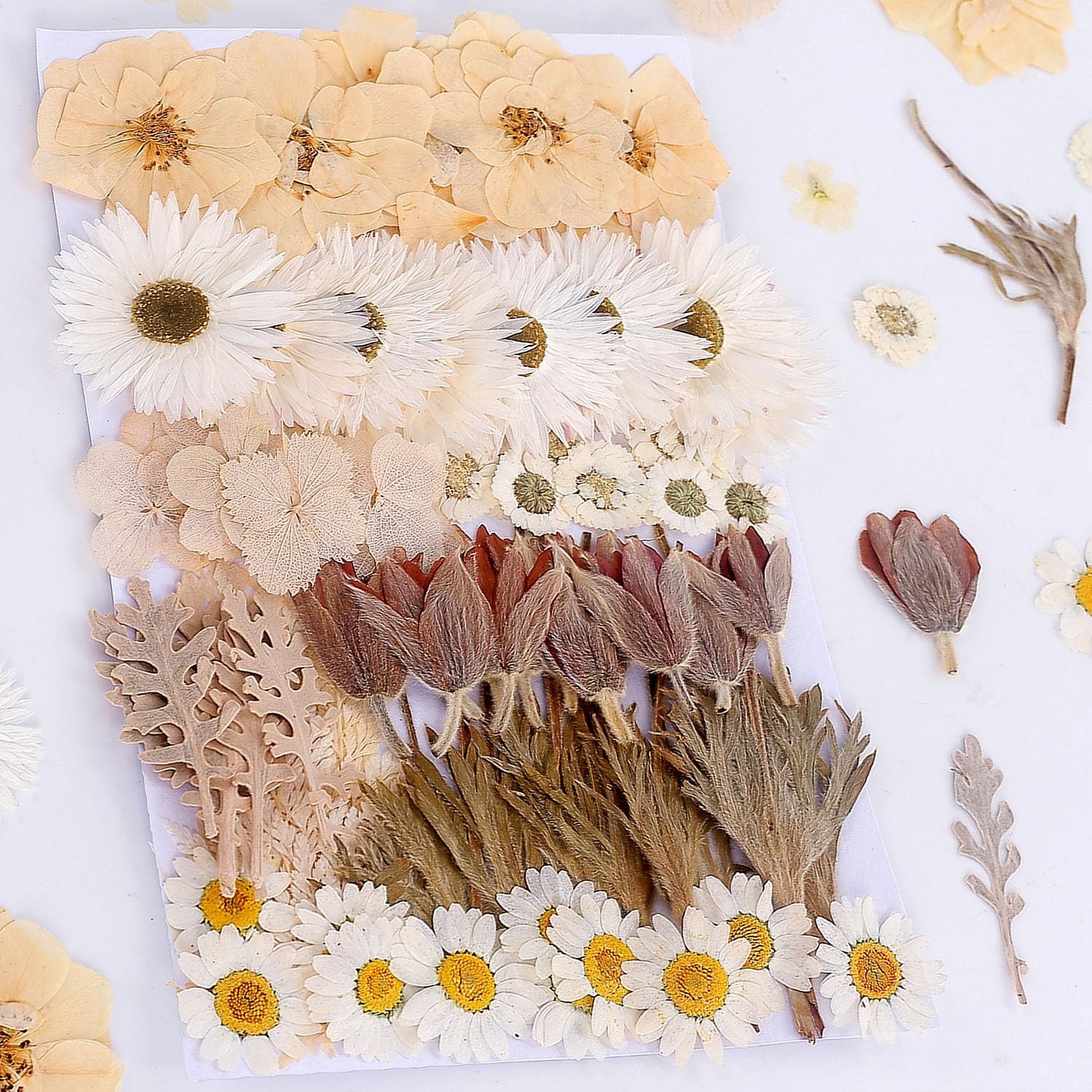 100 PCS Real Dried Pressed Flowers Leaves Natural Plant Herbarium for DIY Re...