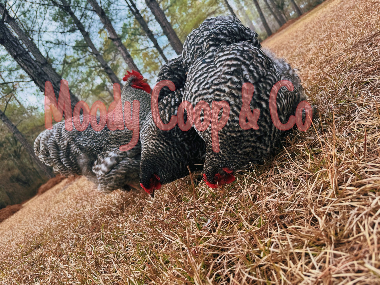 6+ Fertile Large Fowl Barred Cochin Hatching Eggs 🐣