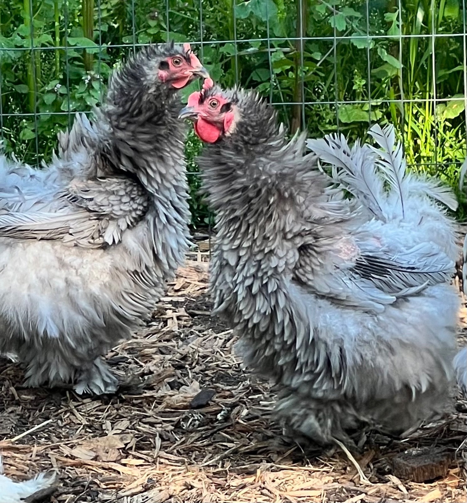 Standard Cochin Hatching Eggs  Possible Frizzle 6 Pack